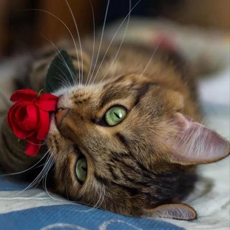 Cat Kiss Rose - Full Round Diamond Painting