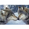 Two Wolves - Full Round Diamond Painting
