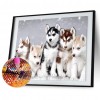 Dogs - Full Square Diamond Painting(40x50cm)