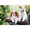 Lovely Dogs - Full Round Diamond Painting