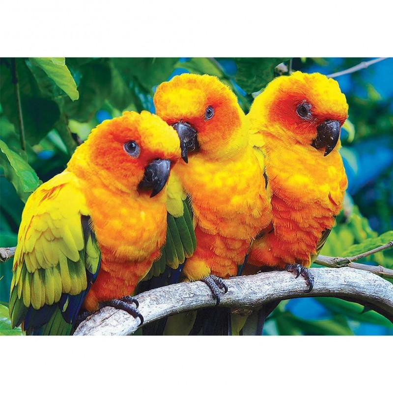 Parrots  - Full Roun...