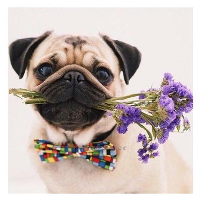 Pet Dog - Full Squar...