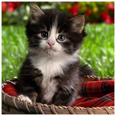 Lovely Cat - Full Round Diamond Painting