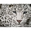 Leopard  - Full Square Diamond Painting
