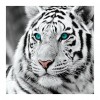 Tiger - Full Round Diamond Painting