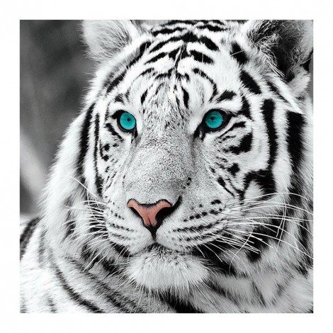 Tiger - Full Round Diamond Painting
