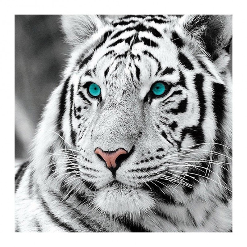 Tiger - Full Round D...