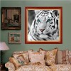 Tiger - Full Round Diamond Painting