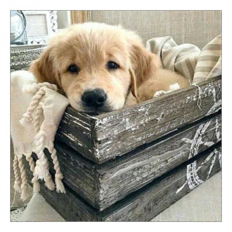 Dog - Full Round Dia...