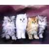 Cat Family- Full Round Diamond Painting