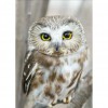Owl - Full Round Diamond Painting