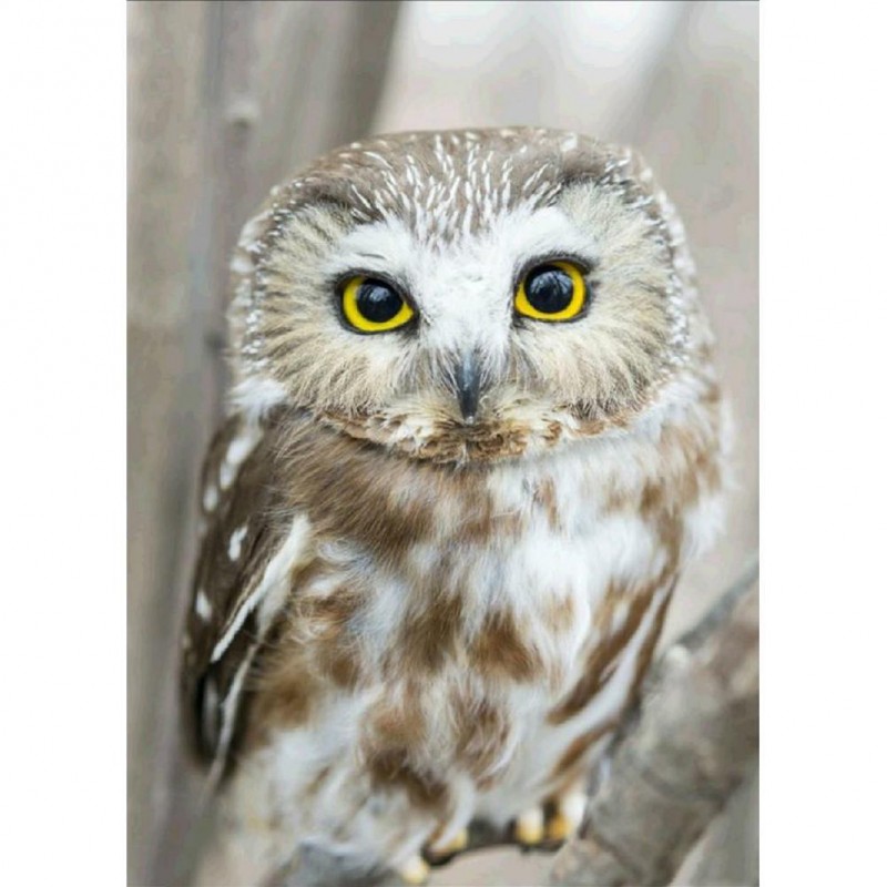 Owl - Full Round Dia...
