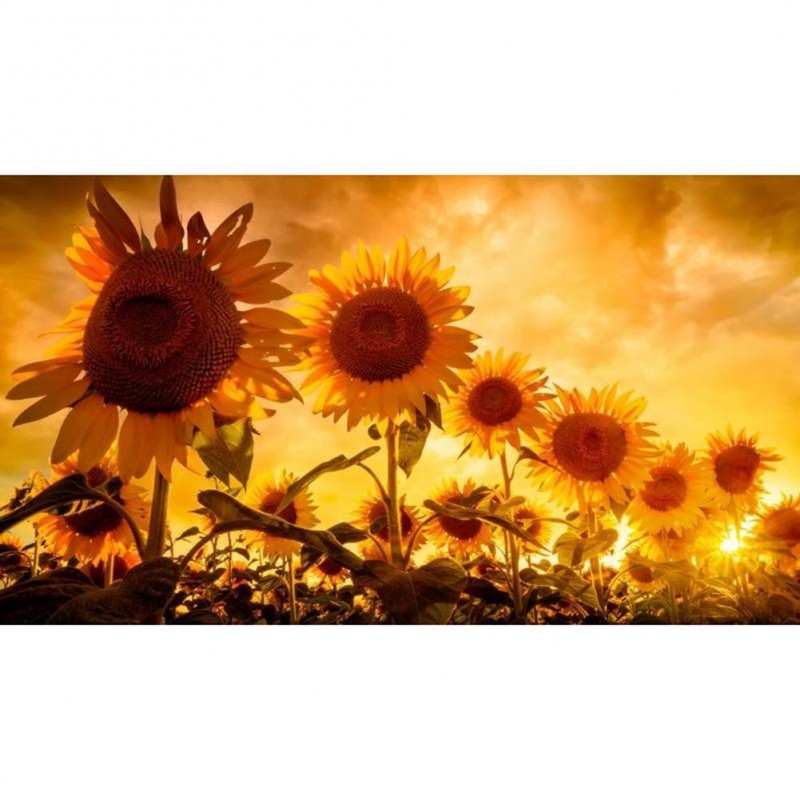 Sunflower Gold Sky -...