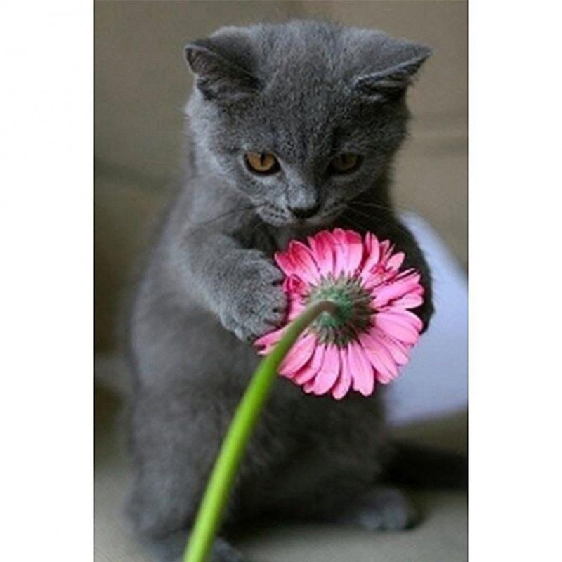 Cat Flowers - Full R...