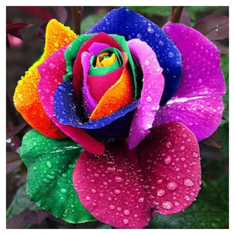 Colorful Rose - Part...