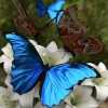 Blue Butterfly - Full Round Diamond Painting