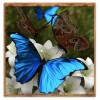 Blue Butterfly - Full Round Diamond Painting