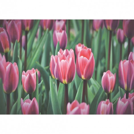 Flower - Full Round Diamond Painting