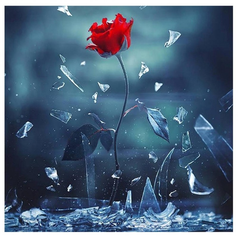 Rose - Full Round Di...