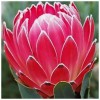 Protea Flower - Full Round Diamond Painting