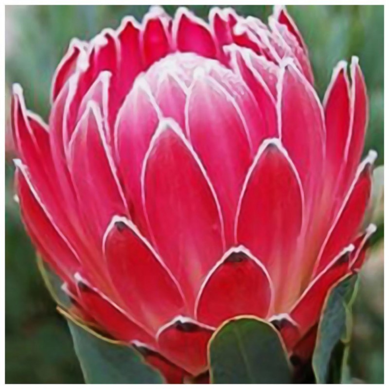 Protea Flower - Full...