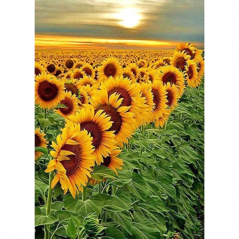 Sunflower - Full Round Diamond Painting