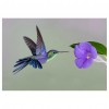 Bird Flower  - Partial Round Diamond Painting