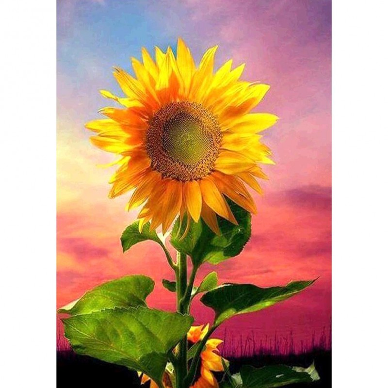 Sunflower - Full Rou...