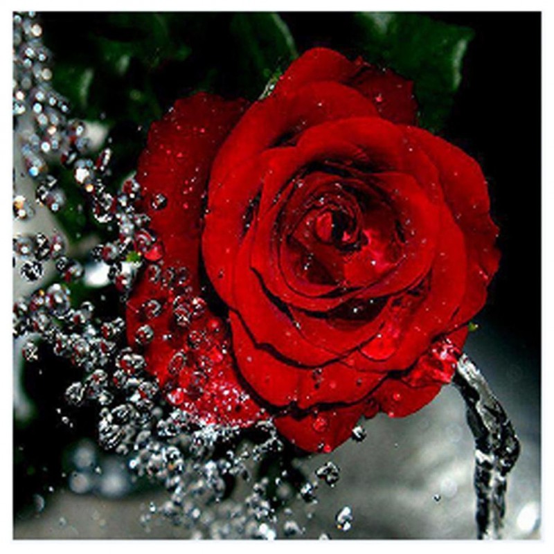 Rose - Partial Round...