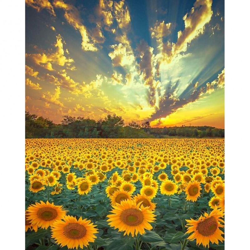 Sunflower-  Full Rou...