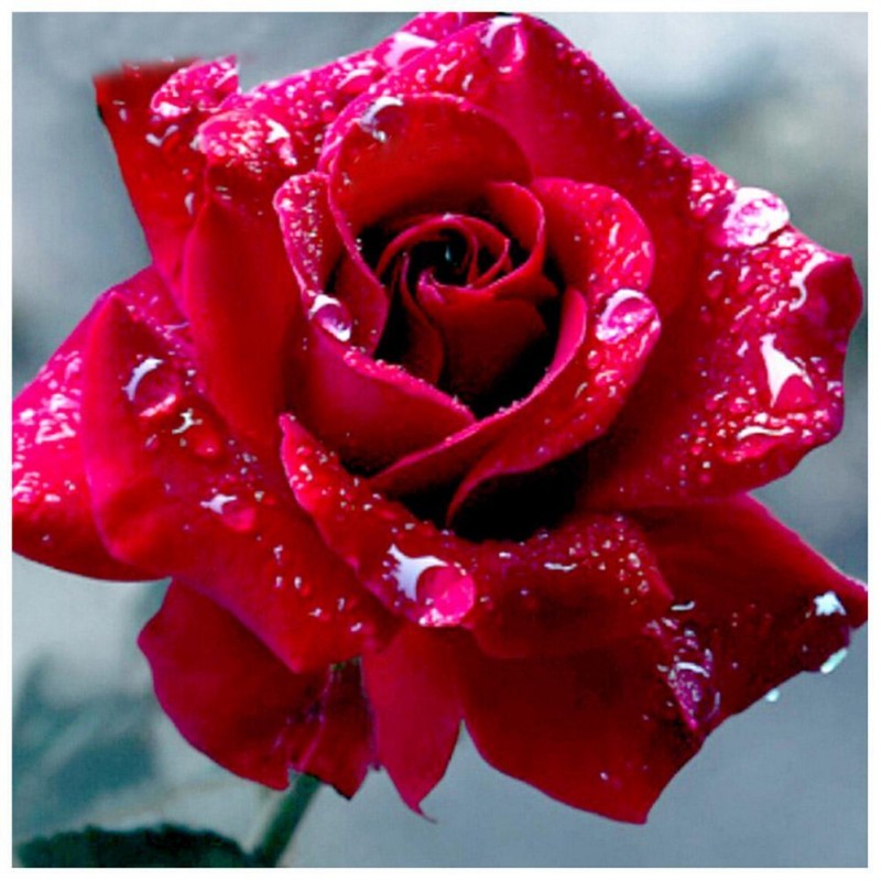 Rose - Full Round Di...