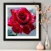 Rose - Full Round Diamond Painting