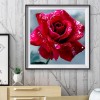Rose - Full Round Diamond Painting