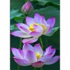 Lotus Flower - Full Round Diamond Painting