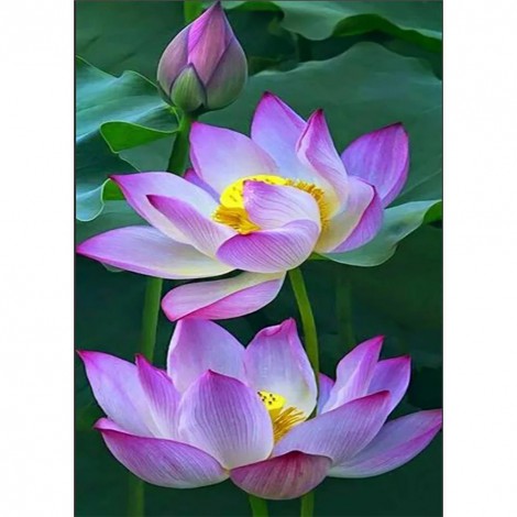 Lotus Flower - Full Round Diamond Painting