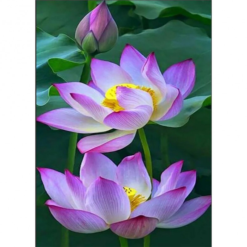 Lotus Flower - Full ...