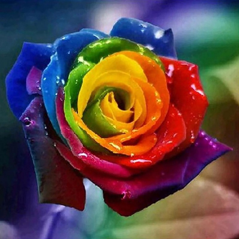 Colorful Rose - Full...