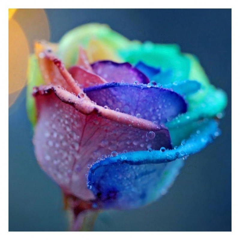 Colorful Rose - Full...