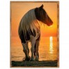 Horse - Full Round Diamond Painting