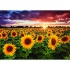 Sunflower - Full Round Diamond Painting