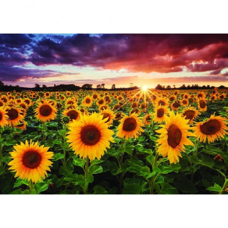 Sunflower - Full Rou...