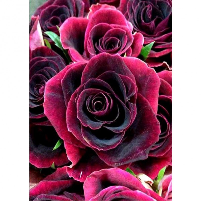 Rose - Full Round Di...