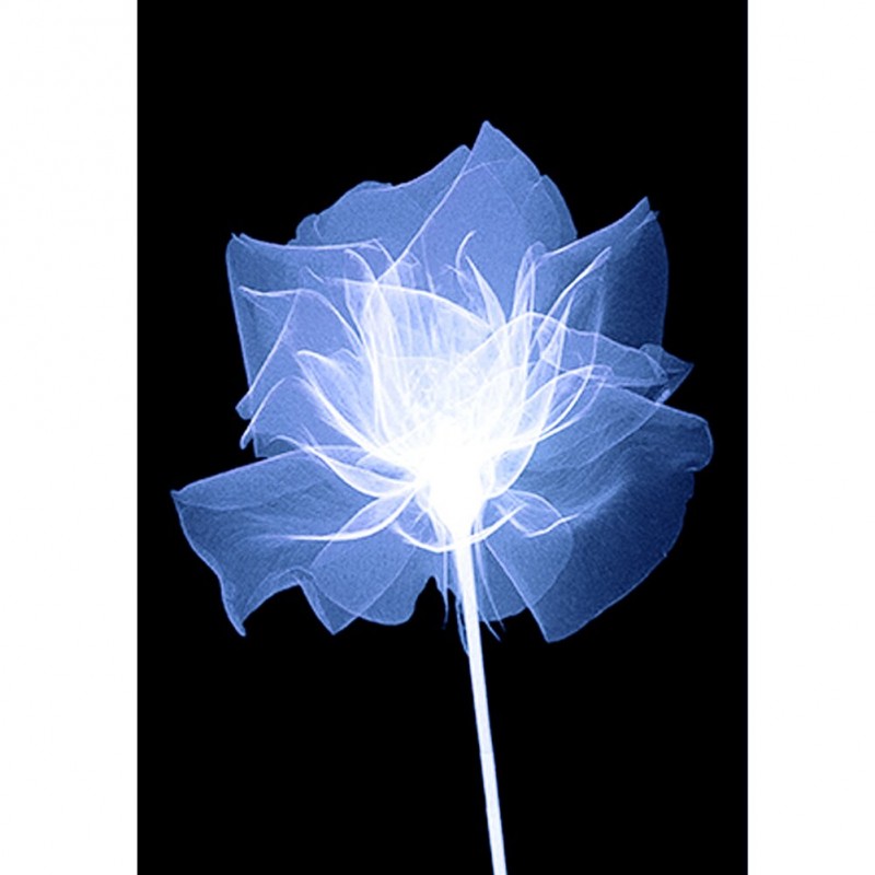 Flashing Flower  - F...