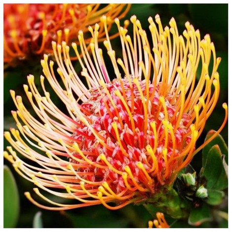 Protea Flower - Full Round Diamond Painting