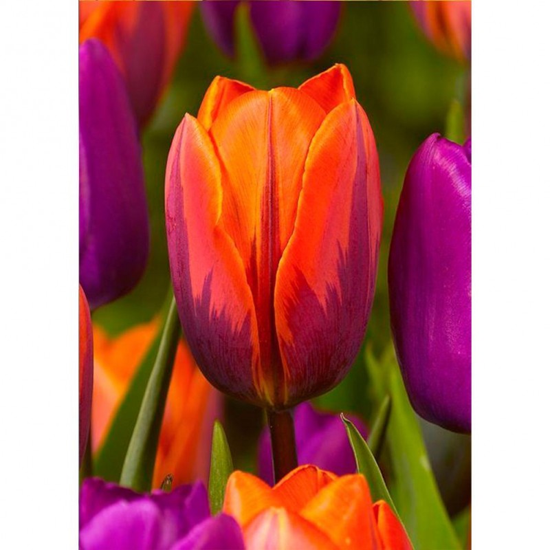 Flowers - Full Round...