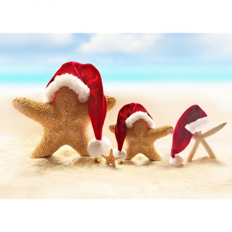 Christmas Seastars -...