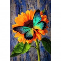 Sunflower & Butterfly...