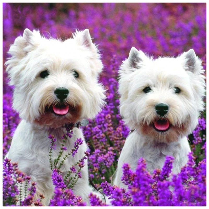 Dog - Full Round Dia...